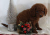 Bichpoo For Sale Fredericksburg OH Male-Tobias