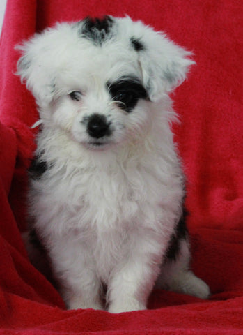 Mini Aussiedoodle For Sale Applecreek OH Female-Lilly