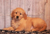AKC Registered Golden Retriever For Sale Fredericksburg, OH Female- Julie