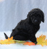 Medium F1B Labradoodle For Sale Millersburg OH Female-Hosanna
