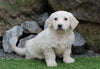 Mini Goldendoodle For Sale Millersburg, OH Female- Jasmine