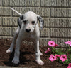 AKC Registered Dalmatian For Sale Holmesville OH Female-Peppa