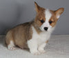 ACA Registered Pembroke Welsh Corgi For Sale Millersburg OH Male-Cane