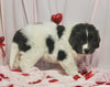 AKC Registered Newfoundland For Sale Millersburg OH Female-Molly