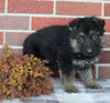 AKC Registered German Shepherd For Sale Millersburg OH Male-King