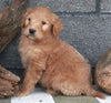 Standard Goldendoodle For Sale Fresno OH Male-Spirit
