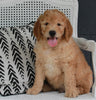 Goldendoodle For Sale Fresno OH Male-Koda