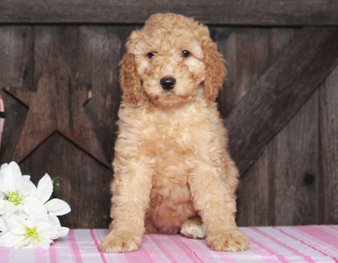 Medium F1BB Goldendoodle For Sale Millersburg, OH Female- Anita