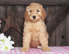 Medium F1BB Goldendoodle For Sale Millersburg, OH Female- Anita