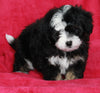 Mini Aussiedoodle For Sale Applecreek OH Female-Lula
