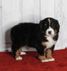 AKC Registered Bernese Mountain Dog For Sale Millersburg OH Female-Macey