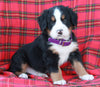 AKC Registered Bernese Mountain Dog For Sale Sugarcreek OH Male-Asher