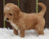 Mini Goldendoodle For Sale Millersburg OH Male-Oddie