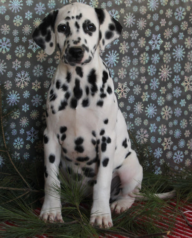 Dalmation For Sale Millersburg OH Female-Mildred
