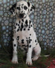 Dalmation For Sale Millersburg OH Female-Mildred