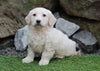 Mini Goldendoodle For Sale Millersburg, OH Female- Jasmine