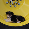 AKC Registered Collie Lassie For Sale Fredericksburg OH Female-Beverly