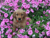 AKC Registered Golden Retriever For Sale Holmesville OH Female-Angel
