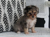 Mini Aussiedoodle For Sale Fresno OH Female- Tracie