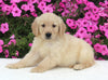 AKC Registered Golden Retriever For Sale Millersburg OH Female-Hazel