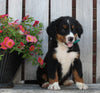 AKC Registered Bernese Mountain Dog For Sale Sugarcreek OH Male-Cuddles