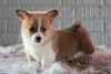 ACA Registered Pembroke Welsh Corgi For Sale Millersburg, OH Male- Prince