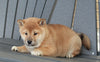 AKC Registered Shiba Inu For Sale Millersburg OH Female-Alice
