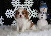 AKC Registered Cavalier For Sale Fredricksburg OH Male-Brady