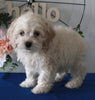 Cockapoo For Sale Holmesville OH Male-Cody