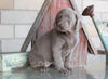 AKC Registered Silver Labrador Retriever For Sale Sugarcreek, OH Female- Daisy