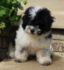 AKC Registered Mini Poodle For Sale Millersburg OH Male-Trent