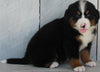 AKC Registered Bernese Mountain Dog For Sale Millersburg OH -Female Polly
