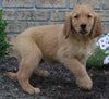 AKC Registered Golden Retriever For Sale Millersburg OH Female-Lu