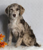 F1B Medium Labradoodle For Sale Millersburg OH Female-Faith