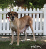 AKC Registered Great Dane Apple Creek OH Female-Nicole