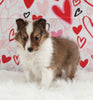 ACA Registered Shetland Sheepdog For Sale Baltic OH Female-Polly