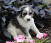 AKC Registered Standerd Poodle For Sale Millersburg OH Female-Diva