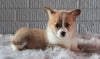 ACA Registered Pembroke Welsh Corgi For Sale Millersburg, OH Male- Prince