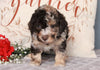 ACA Registered Miniature Poodle For Sale Fredericksburg, OH Male- Joey