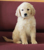 AKC Registered Golden Retriever For Sale Brinkhaven OH Female-Ramona