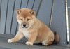 AKC Registered Shiba Inu For Sale Millersburg OH Female-Alice