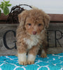 Mini Aussiedoodle For Sale Millersburg OH Female-Sophie