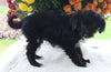 Poodle Mix For Sale Baltic OH Male-Riley