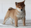 AKC Registered Shiba Inu For Sale Millersburg OH Female-Basil