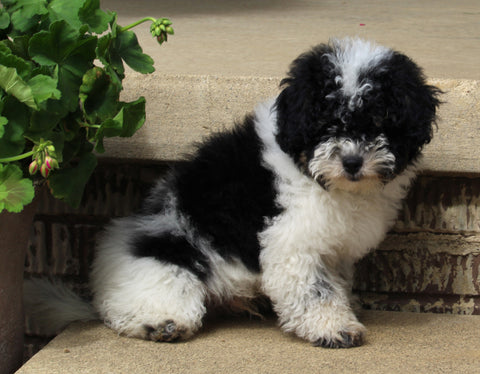 AKC Registered Mini Poodle For Sale Millersburg OH Male-Trent