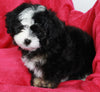 Mini Aussiedoodle For Sale Applecreek OH Female-Lula