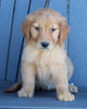 AKC Registered Golden Retriever For Sale Millersburg OH Female-Sophia