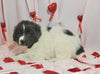 AKC Registered Newfoundland For Sale Millersburg OH Female-Molly