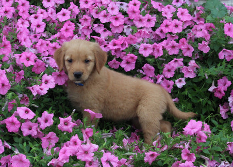 AKC Registered Golden Retriever For Sale Holmesville OH Female-Audrey