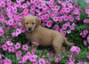 AKC Registered Golden Retriever For Sale Holmesville OH Female-Audrey